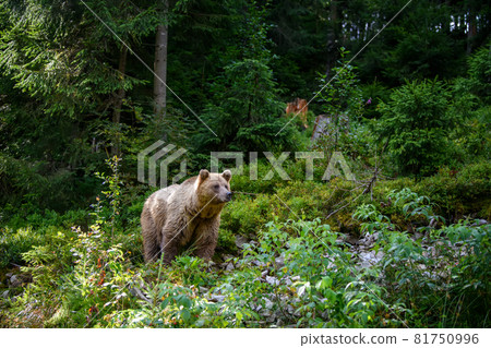 Wild Brown Bear in the summer forest. Animal in natural habitat. Wildlife scene 81750996