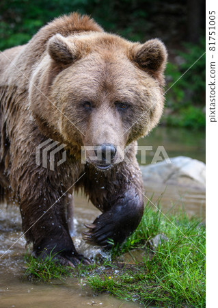 Wild Brown Bear on pond in the summer forest. Animal in natural habitat. Wildlife scene Wild Brown Bear on pond in the summer forest. Animal in natural habitat. Wildlife scene 81751005