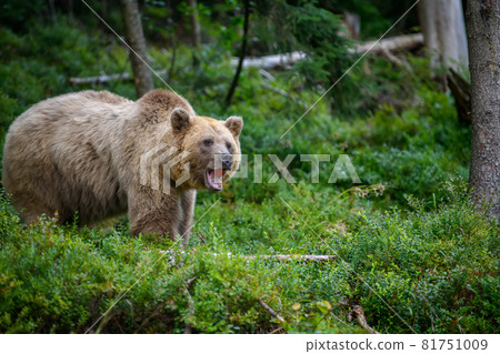 Wild Brown Bear in the summer forest. Animal in natural habitat. Wildlife scene Wild Brown Bear in the summer forest. Animal in natural habitat. Wildlife scene 81751009