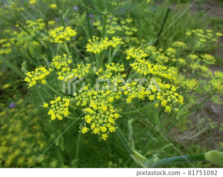 Florence Fennel 81751092