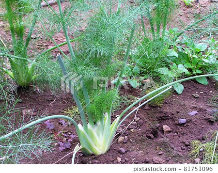 Florence Fennel Florence Fennel 81751096