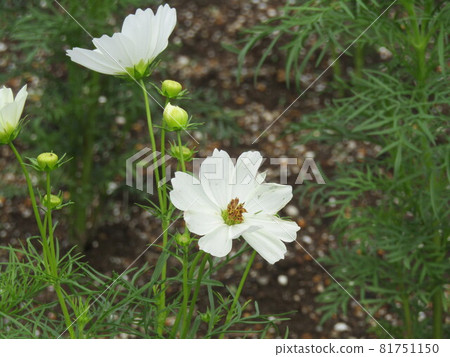 山陽美狄亞花卉博物館的前花園是波斯菊。 山陽美狄亞花卉博物館的前花園是波斯菊。 81751150