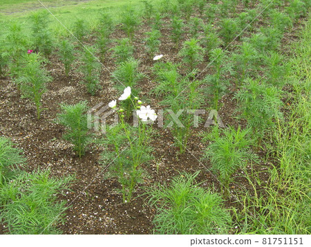 山陽美狄亞花卉博物館的前花園是波斯菊。 山陽美狄亞花卉博物館的前花園是波斯菊。 81751151