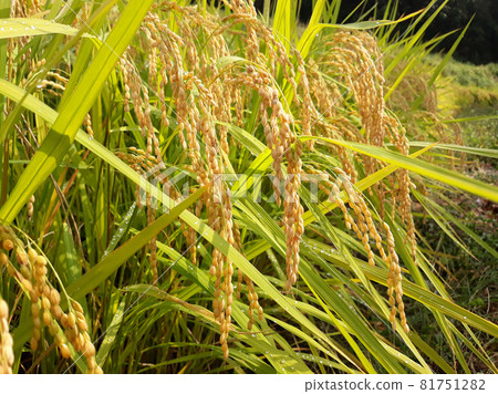 水稻 81751282