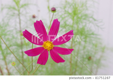 Deep pink autumn cherry blossoms Deep pink autumn cherry blossoms 81751287