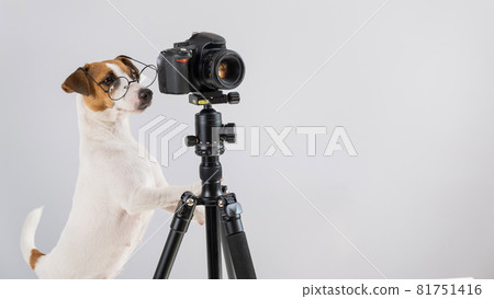 Dog jack russell terrier with glasses takes pictures on a camera on a tripod on a white background Dog jack russell terrier with glasses takes pictures on a camera on a tripod on a white background 81751416