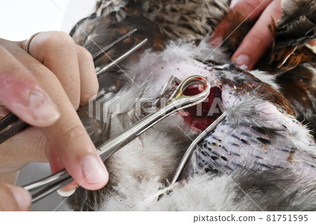 caponize the rooster 81751595