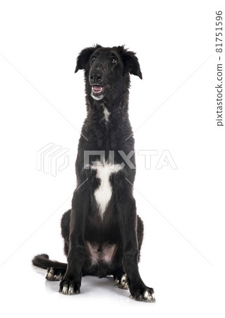 young borzoi in studio 81751596