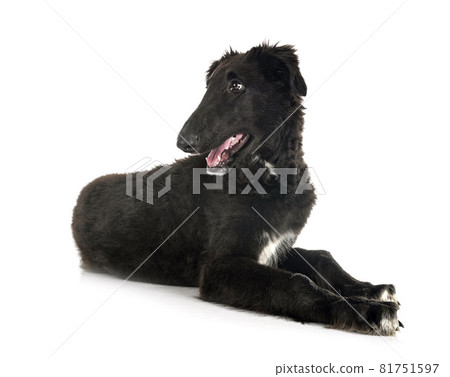 young borzoi in studio young borzoi in studio 81751597