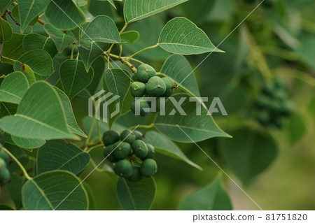 The still green fruit of the Chinese tallow tree 81751820