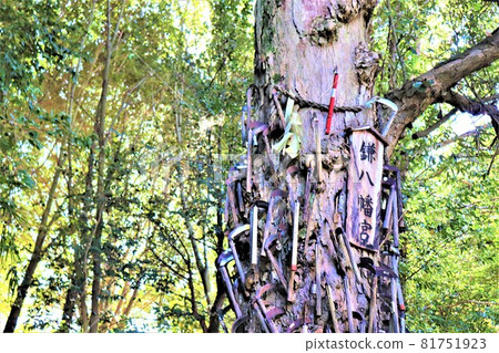 Nyusakado Shrine. Autumn scenery Daiginko 81751923