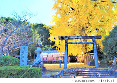 Nyusakado Shrine. Autumn scenery Daiginko 81751941