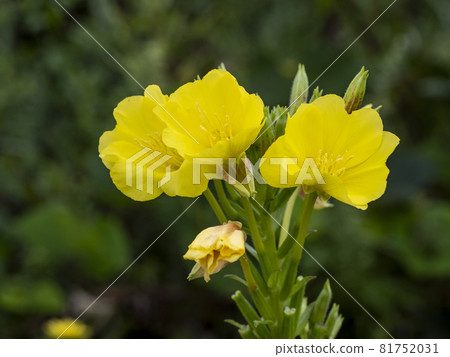 Yellow flowers of evening primrose 81752031