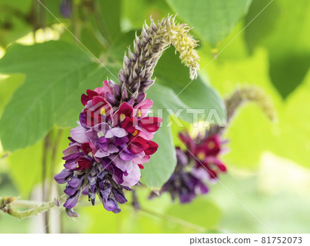 Scarlet flowers Scarlet flowers 81752073