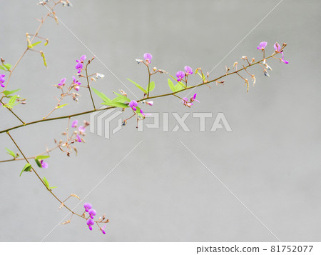 Alecidnus巴厘島花 Alecidnus巴厘島花 81752077