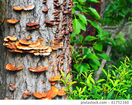 Late summer polyporus 81752160