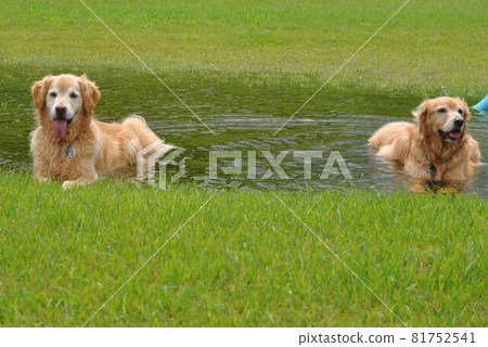 Dog cooling off in a puddle Dog cooling off in a puddle 81752541
