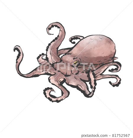 日式手繪章魚插畫 81752567