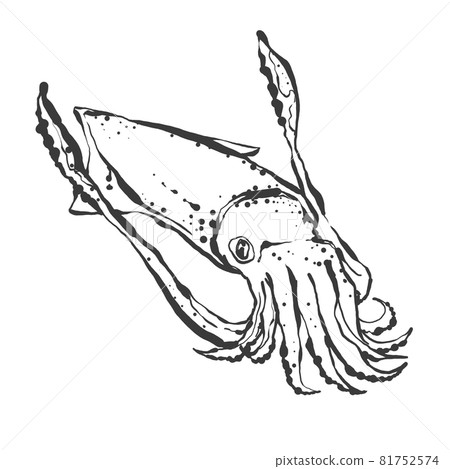 日式手繪線描魷魚插畫 日式手繪線描魷魚插畫 81752574