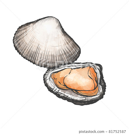Japanese style hand-drawn illustration of ark shell Japanese style hand-drawn illustration of ark shell 81752587