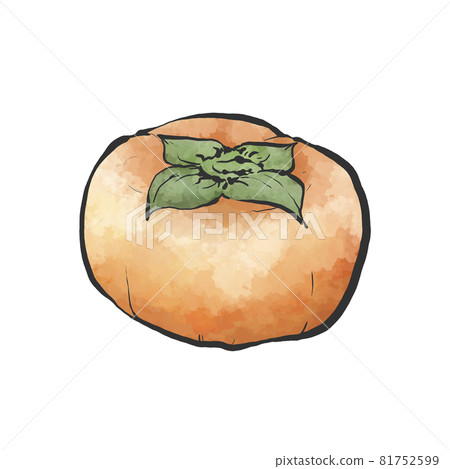 Japanese style hand-drawn illustration of persimmon Japanese style hand-drawn illustration of persimmon 81752599