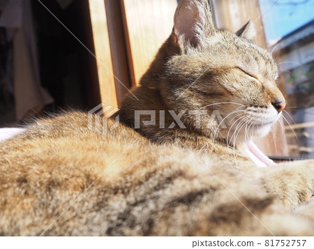 一隻貓閉著眼睛在窗邊休息 81752757