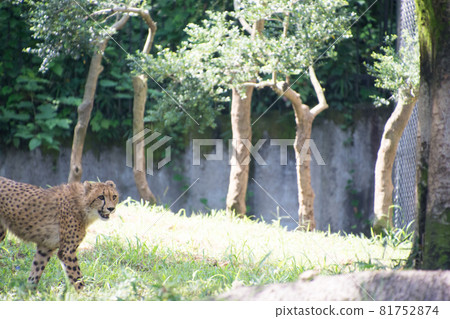 Cheetah Cheetah 81752874