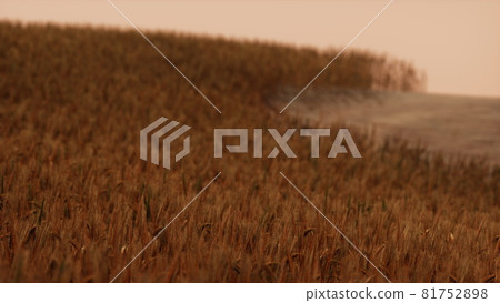 Gold Wheat Field at Sunset Landscape Gold Wheat Field at Sunset Landscape 81752898