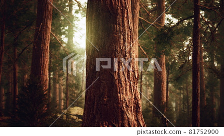 giant sequoias in redwood forest giant sequoias in redwood forest 81752900