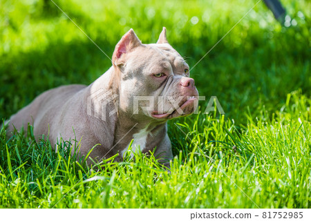 can a american bully live in seychelles