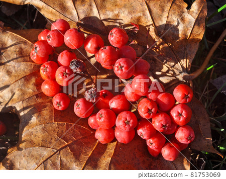 Red rowan fallen berries on the ground with the leaves. Red rowan fallen berries on the ground with the leaves. 81753069