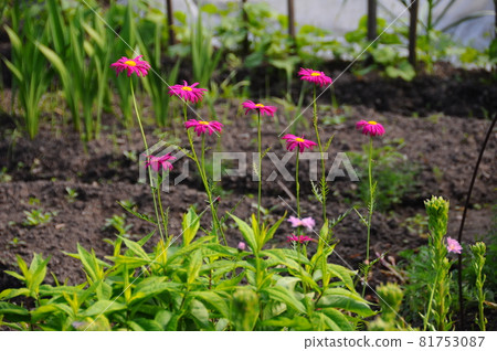 Pink daisies in the garden outside in summertime 81753087