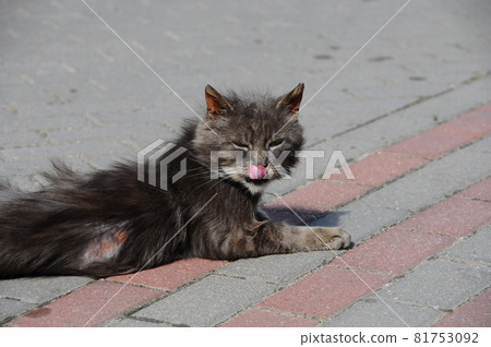 Cat with infected skin scrape wound and bald spot on back Cat with infected skin scrape wound and bald spot on back 81753092