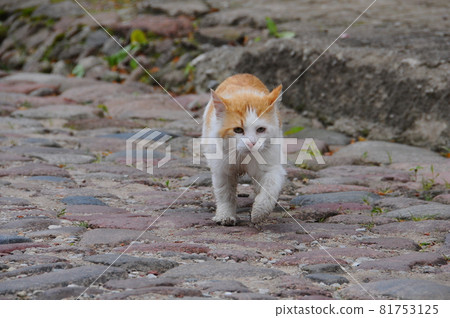 Red cat walks away along an empty street Red cat walks away along an empty street 81753125