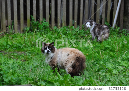 Two country cats is walking outside on green grass Two country cats is walking outside on green grass 81753128