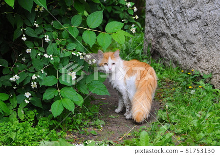 Red street cat is sitting under a tree with jasmine flowers Red street cat is sitting under a tree with jasmine flowers 81753130