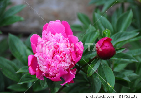 Georgeous Pink bloom of peony flower close up Georgeous Pink bloom of peony flower close up 81753135