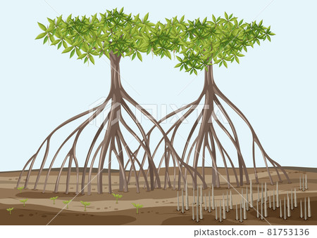 Scene with mangrove trees in cartoon style Scene with mangrove trees in cartoon style 81753136