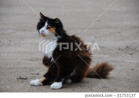 Cat is scratching itself. Outdoor cat scratching fleas in yard Cat is scratching itself. Outdoor cat scratching fleas in yard 81753137