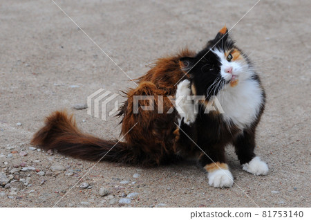 Cat is scratching itself. Outdoor cat scratching fleas in yard Cat is scratching itself. Outdoor cat scratching fleas in yard 81753140