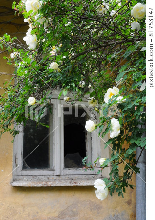 White roses rambling around a window of old grunge house White roses rambling around a window of old grunge house 81753142