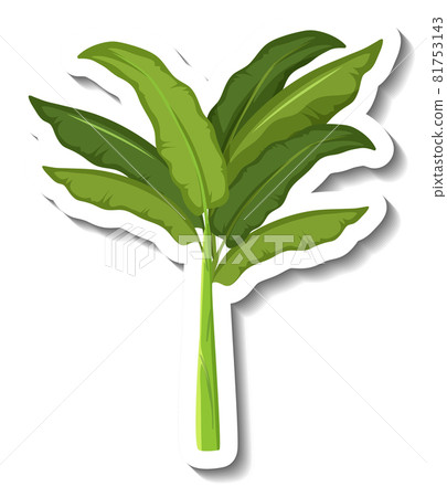 Sticker tropical banana tree on white background 81753143