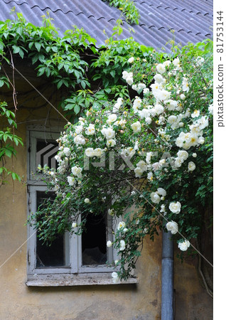 White roses rambling around a window of old grunge house White roses rambling around a window of old grunge house 81753144