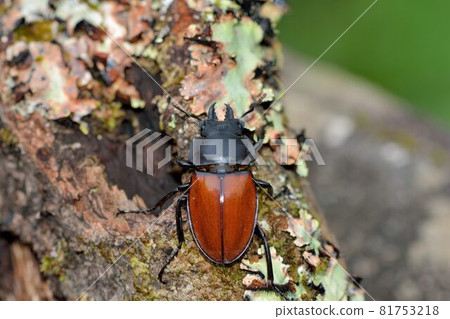 紅圓翅鍬形蟲(Neolucanus doro Mizunuma) 81753218