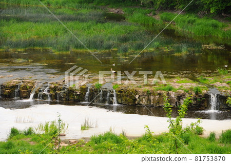 Stork and Venta waterfall, Kuldiga river, Latvia 81753870