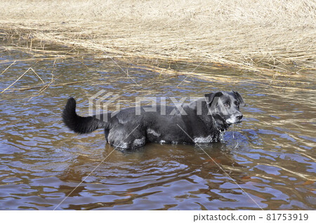Old black dog is bathed in water. The dog is very hot Old black dog is bathed in water. The dog is very hot 81753919