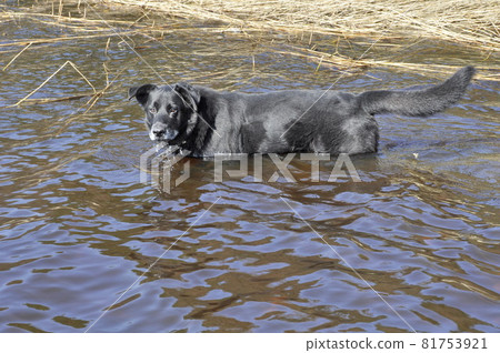 Old black dog is bathed in water. The dog is very hot Old black dog is bathed in water. The dog is very hot 81753921