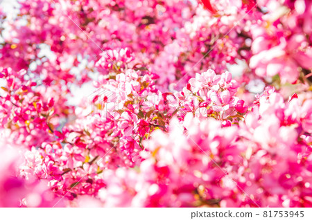 Apple tree in bloom. Pink floral background Apple tree in bloom. Pink floral background 81753945