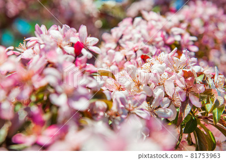 Pink flowers blossoming apple tree against blurred beautiful 81753963