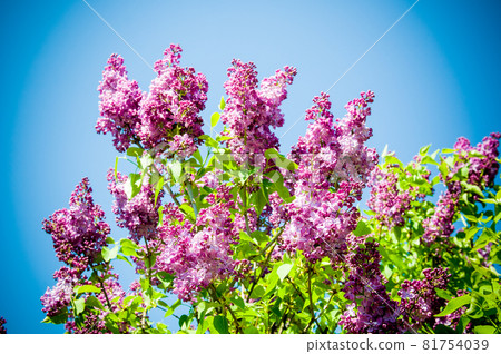 Lilac against a blue clear sky 81754039